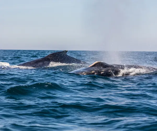 3Whale