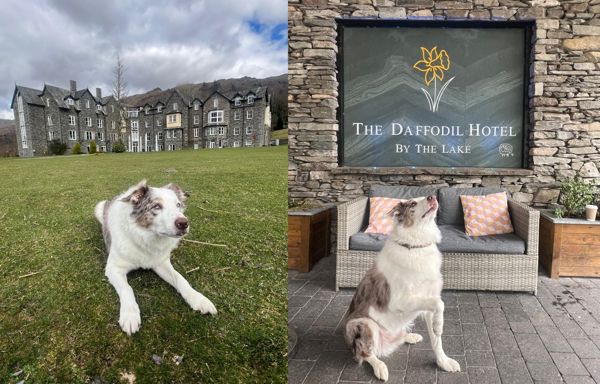 Daffodil Dog