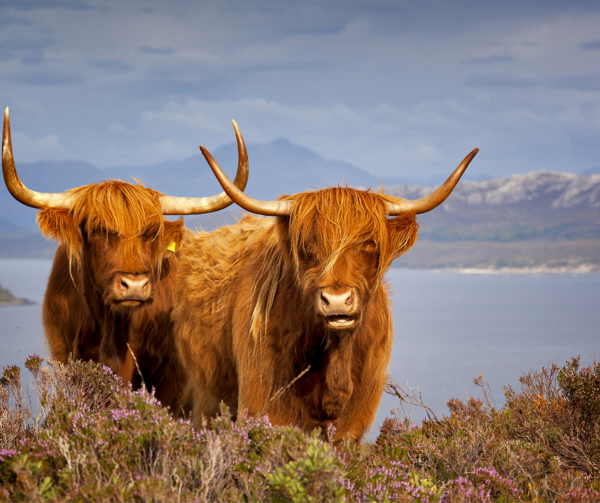 7 Best Honeymoon Destination Ideas in Scotland, UK ?? ''