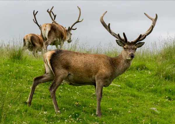 Wildlife