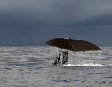 Isle of Mull Whale Watching ?? ''