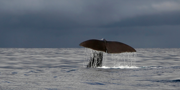 Isle of Mull Whale Watching ?? ''