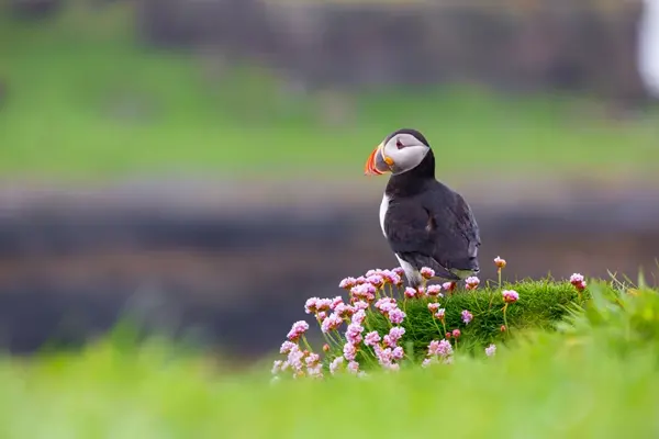 3 Puffin