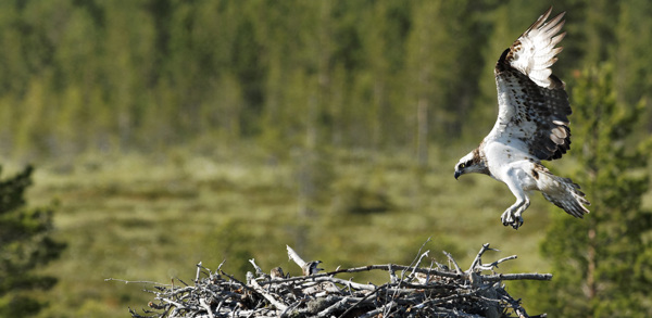lake district birds ?? ''