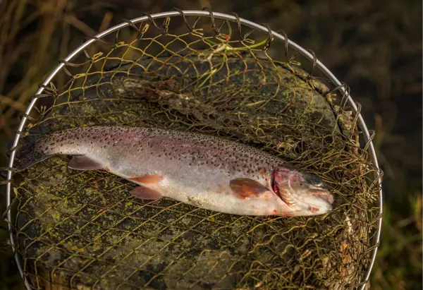Royal Deeside Fish In Net
