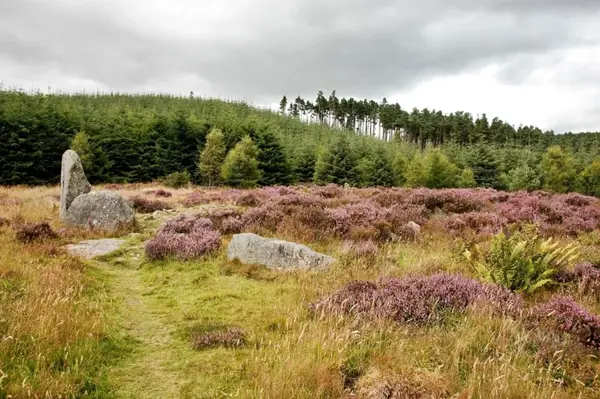 Whitehill