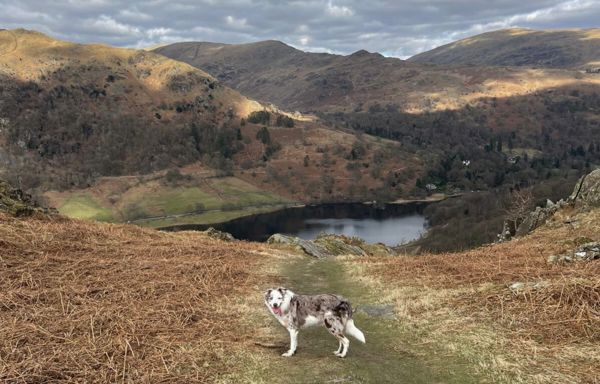 Lakes Dog Blog (1)