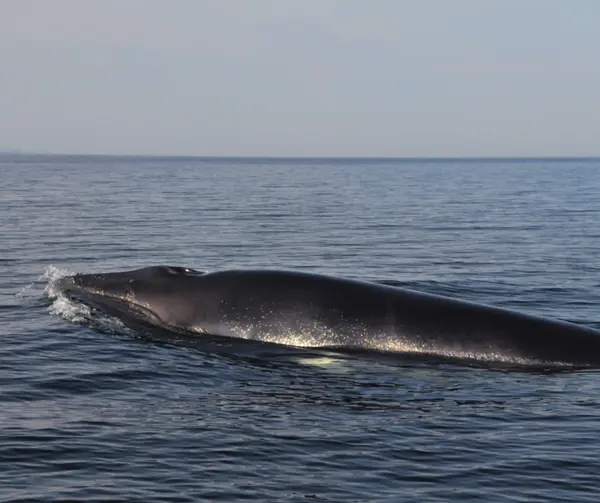2Whale
