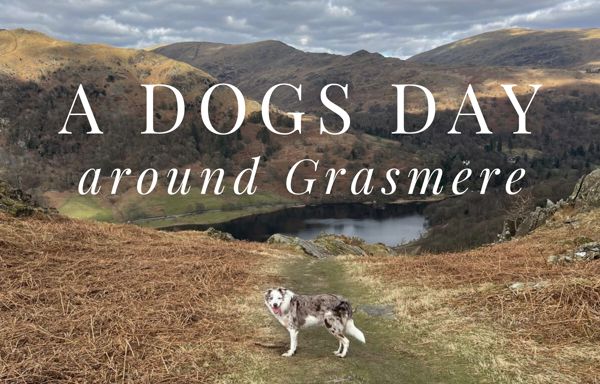 Lakes Dog Blog