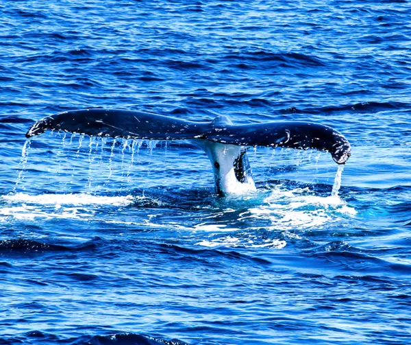 Whale