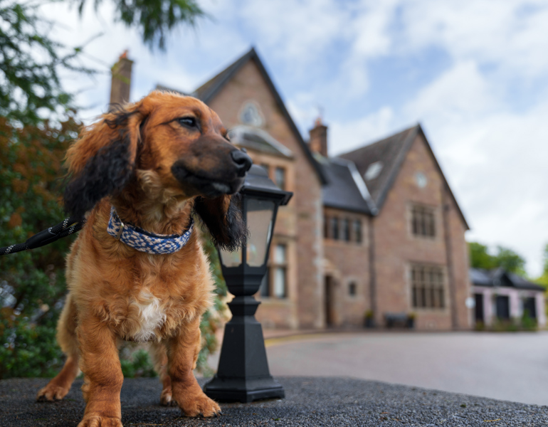 Award Winning Hotel Group launches search for first 'Ambassadog' ?? ''