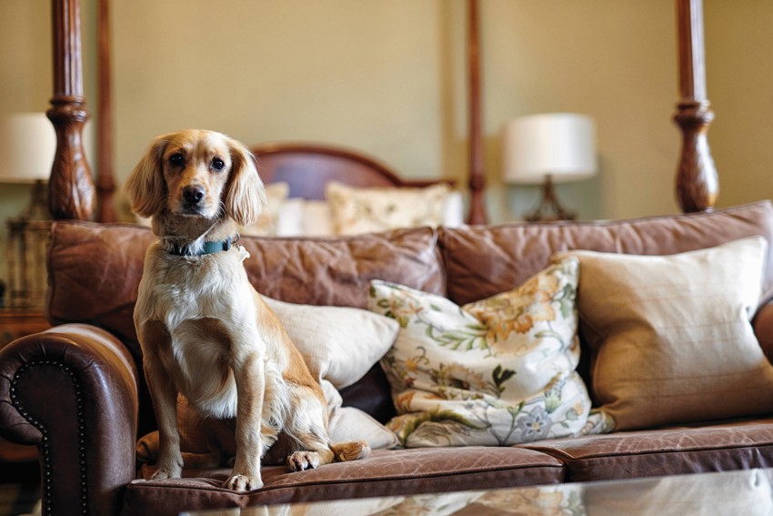 Dog sitting on a leather sofa in a hotel room at Loch Fyne Hotel & Spa, a pet-friendly inveraray accommodation option. ?? ''